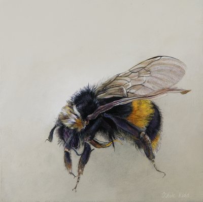 Bombus terrestris 1 (a), 2008 (acryl op hout) door Odile Kidd