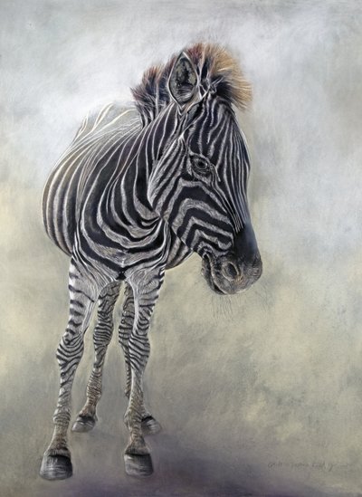Equus burchelli 1, 2009 (houtskool, conte  krijtpastel op Bockingford papier) door Odile Kidd