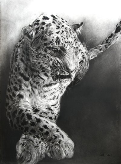 Panthera pardus 1, 2009 (houtskool  conte op Fabriano-papier) door Odile Kidd