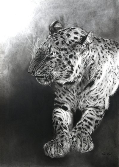Panthera pardus 2, 2009 (houtskool  conte op Fabriano-papier) door Odile Kidd