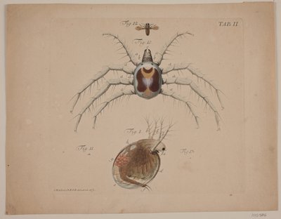 Insecten. Plaat II uit Zoölogisch Werk door Odvardt Helmoldt de Lode
