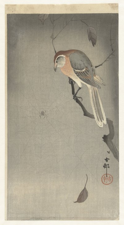 Buffelkopklauwier en spin door Ohara Koson