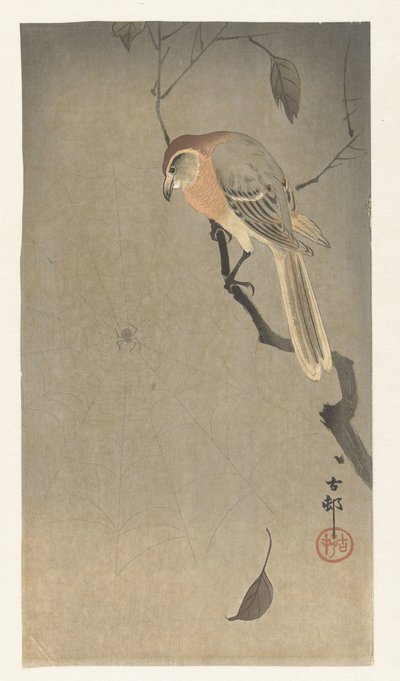 Buffelkopklauwier en spin door Ohara Koson