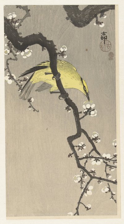 Chinese wielewaal op pruimenbloesemtak door Ohara Koson