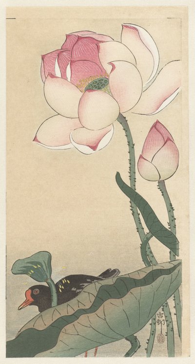 Gallinule met lotus bloemen door Ohara Koson