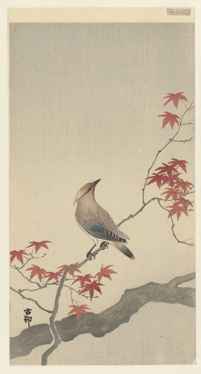 Japanse pestvogel op esdoorn door Ohara Koson