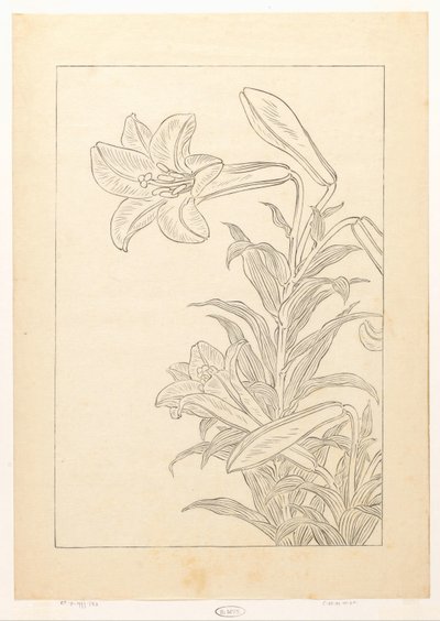 Lelies door Ohara Koson