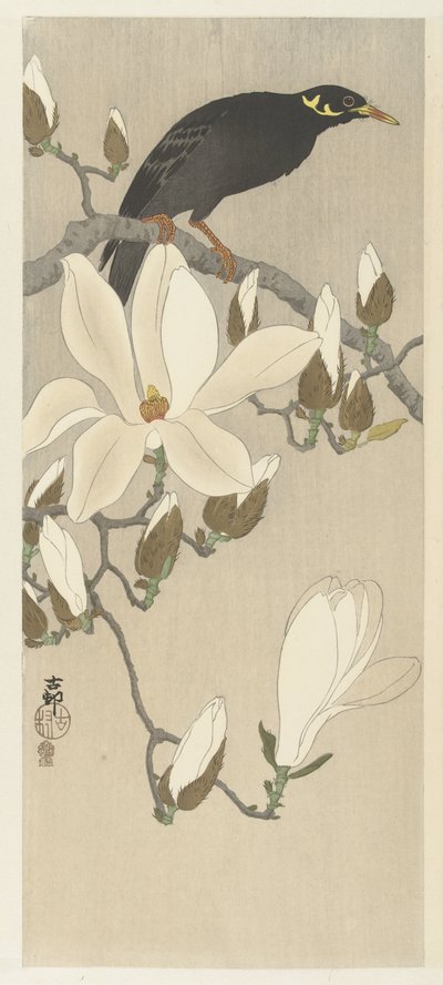 Myna op magnoliatak door Ohara Koson