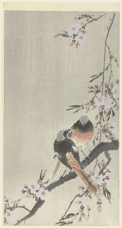 Twee siegelroodstaarten met kersenbloesem door Ohara Koson