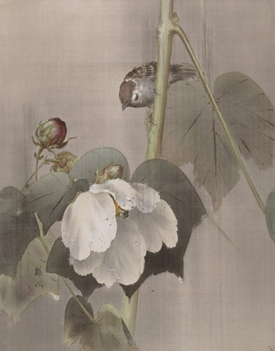 Katoenrozen in de Regen door Okada Baison