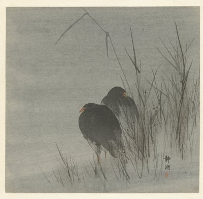 Twee meerkoeten tussen riet door Okuhara Seiko