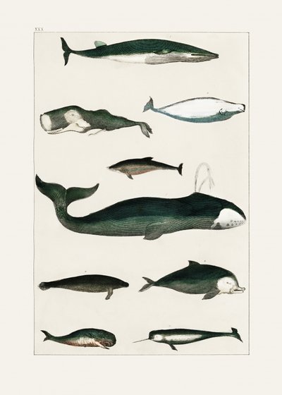 Vintage poster met een walvis door Oliver Goldsmith