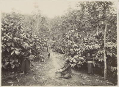 Vrouwen aan het werk op een plantage in Nederlands-Indië door Onnes Kurkdjian