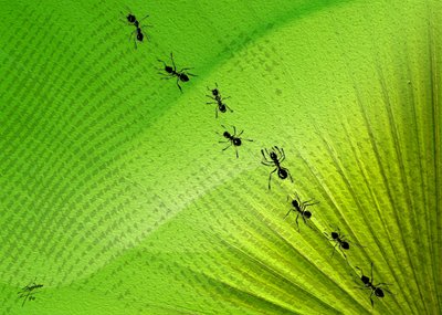 Spoor van groene bladmieren door Osvaldo Russo