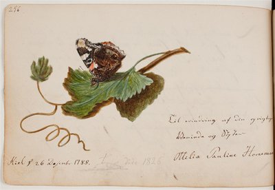 Vlinder op blad door Ottilie Pauline Horneman