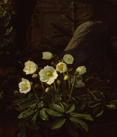 Helleborus in een rotstuin door Otto Didrik Ottesen