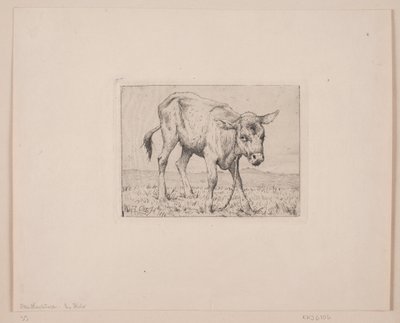 Een kalf door Otto Haslund