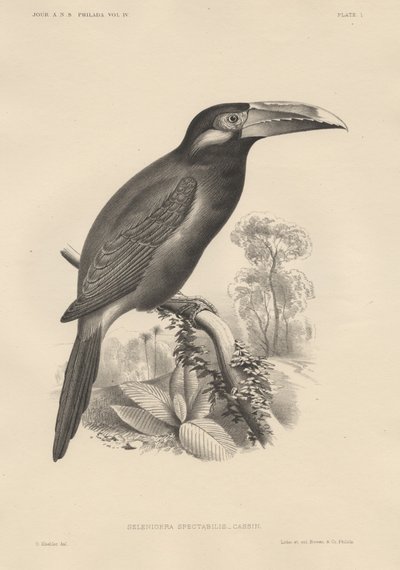 Selenidera Spectabilis, litho door Bowen und Co., 1850 door Otto Koehler