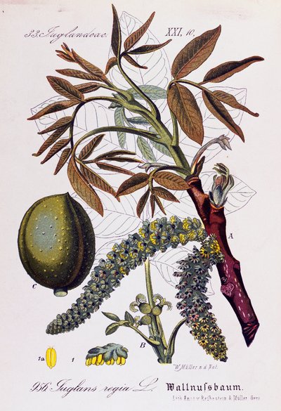 Bladeren, vruchten en bloemen van Perzische walnoot of Engelse walnoot door Otto Wilhelm Thome