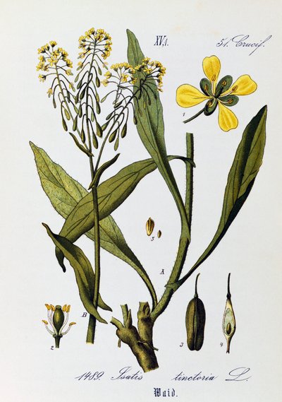 Bladeren, vruchten en bloemen van Wede (Isatis tinctoria), uit Flora von Deutschland, Osterreich und der Schweiz door Otto Wilhelm Thome