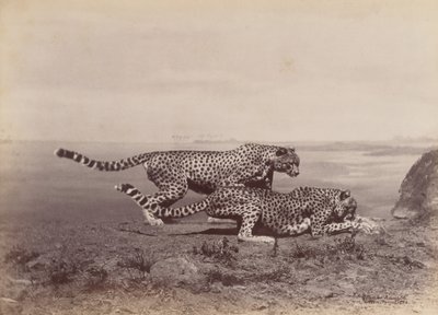 [Twee Cheetahs], 1888 door Ottomar Anschütz