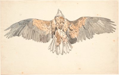 Een dode buizerd met uitgespreide vleugels door P.C. Skovgaard
