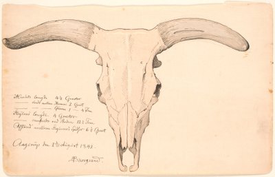 Schedel van een koe door P.C. Skovgaard