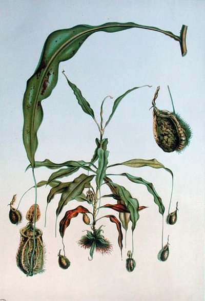 Nepenthes Hookeriana, botanische plaat uit 