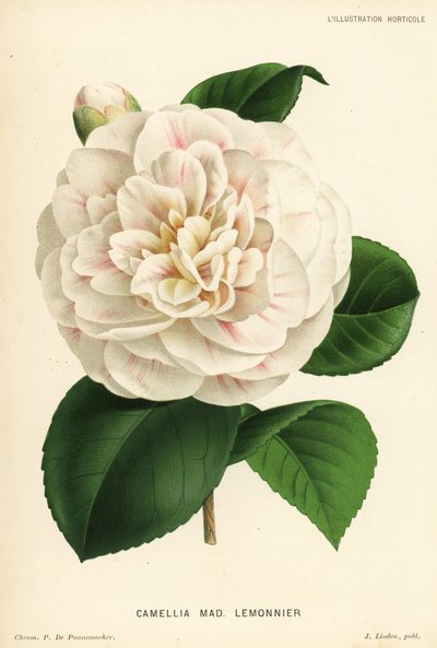 Camellia hybrid, Madame Lemonnier, Camellia japonica. Chromolithografie door P. de Pannemaeker uit Jean Linden