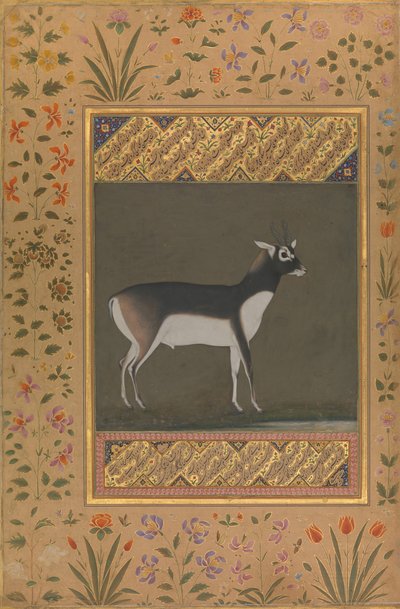 Zwarte Bok, Folio uit het Shah Jahan Album, recto: ca. 1615-20, verso: ca. 1530-50 door Painting attributed to Manohar