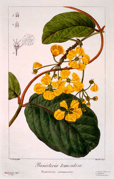 Banisteria: B. tormentosa, pub. 1836 door Panacre Bessa
