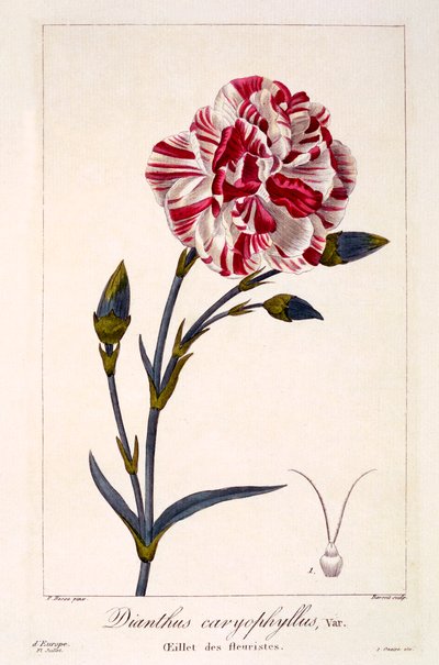 Dianthhus caryophyllus, pub. 1836 door Panacre Bessa
