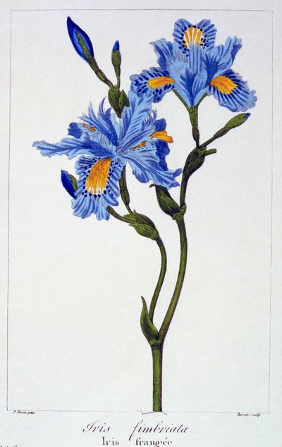 Franje Iris, pub. 1836 door Panacre Bessa