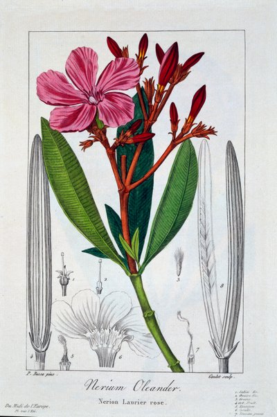 Nerium Oleander, uitgegeven 1836 door Panacre Bessa