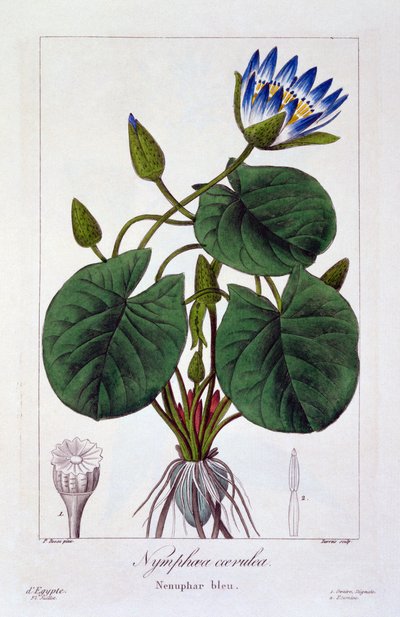 Nymphaea caerulea, pub. 1836 door Panacre Bessa