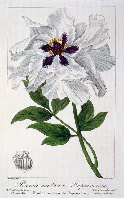 Peaeonia Suffruticosa door Panacre Bessa