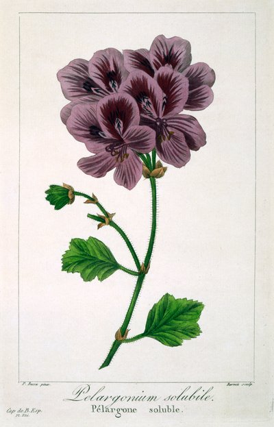 Pelargonium door Panacre Bessa