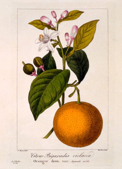 Zoete sinaasappel: Citrus sinensis var: Bigaradia violacea, pub. 1836 door Panacre Bessa