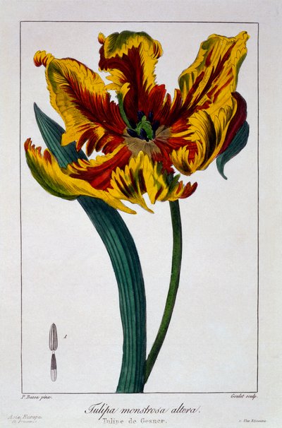 Tulp 