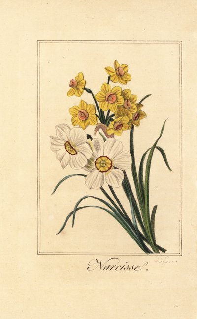 Narcis variëteiten, Narcisse, Narcissus poeticus en Narcissus pseudonarcissus door Pancrace (after) Bessa