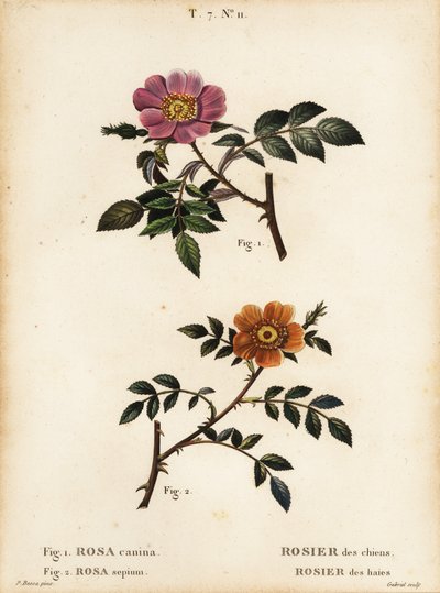 Hondsroos, Rosa canina, Rosier des chiens, en kleinbladige zoete-briar, Rosa sepium, Rosa agrestis, Rosier des haies door Pancrace (after) Bessa