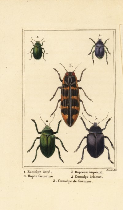 Hondsdraf kever, Chrysochus auratus, Hoplia argentea, banksia juweelkever, Cyrioides imperialis, Eumolpus fulgidus, en Eumolpus surinamensis door Pancrace (after) Bessa