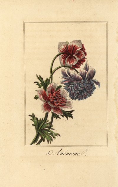 Hybride anemoonklaproos, Anemone coronaria door Pancrace (after) Bessa