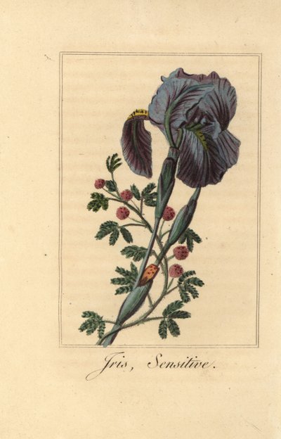 Iris, Iris germanica, en gevoelige plant, Mimosa pudica door Pancrace (after) Bessa