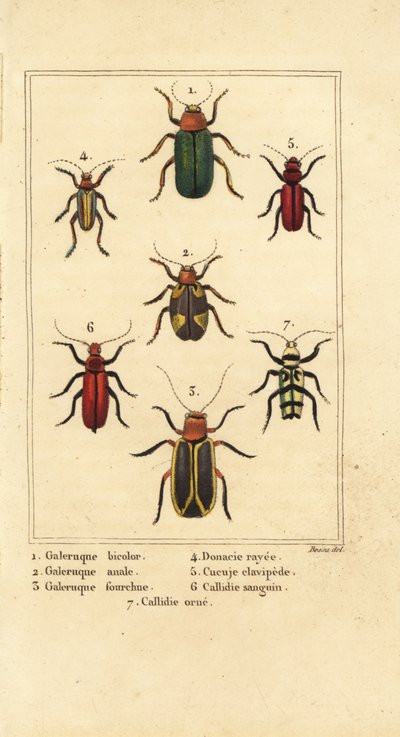 Bladkevers, Galeruca soorten 1, Aulacophora analis 2, Cyclotrypema furcata 3, Donacia vittata 4, platte schorskever, Cucujus clavipes 5, Pyrrhidium sanguineum 6 en Chlorophorus varius 7 door Pancrace (after) Bessa