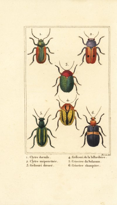 Bladkevers: Smaragdina limbata 1, Clytra laeviuscula 2, Cryptocephalus kevers 3,4, Crioceris solani 5 en Chrysomela campestris 6 door Pancrace (after) Bessa