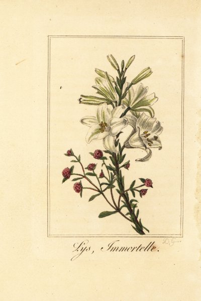Lelie en rode eeuwige bloem, Lys et immortelle, Lilium candidum en Helichrysum sanguineum door Pancrace (after) Bessa