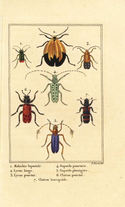 Malachietkever, Malachius bipustulatus 1, netvleugelkevers, Lycus melanurus 2, Lycus punctatus 3, Saperda punctata 4, Saperda soorten 5, Trichodes octopunctatus 6 en Trichodes apiarius 7 door Pancrace (after) Bessa