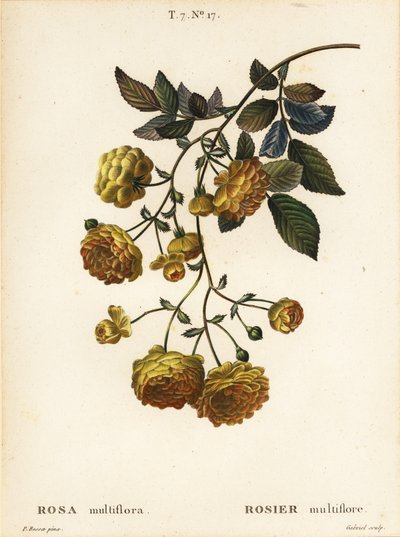 Multiflora roos of Japanse roos, Rosa multiflora, Rosier multifore door Pancrace (after) Bessa
