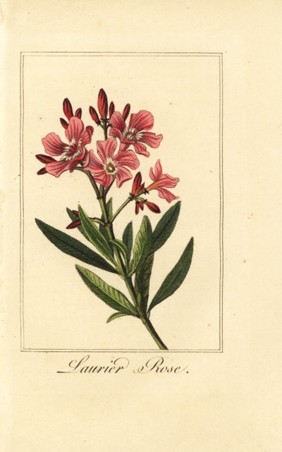 Oleander, Laurier-rose, Nerium oleander door Pancrace (after) Bessa